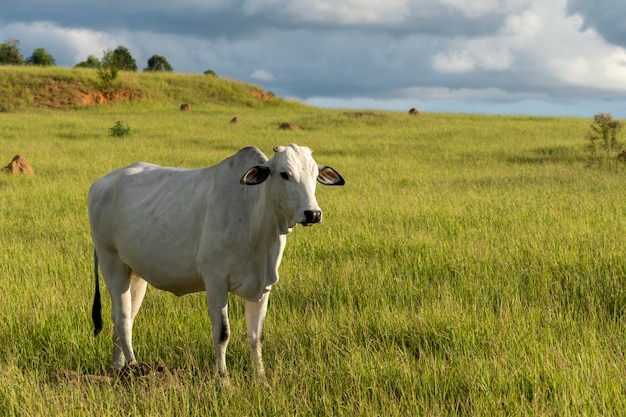 Gado Nelore em pasto verde