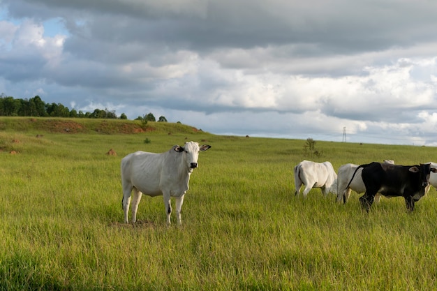 Gado nelore em pasto verde