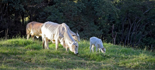 Gado Nelore em pastos verdes na colina