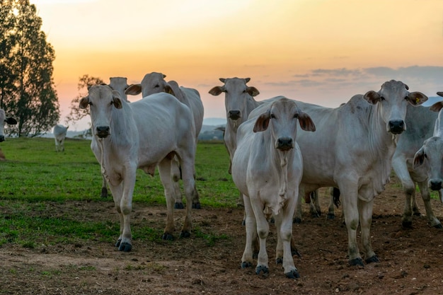 Foto gado nelore na fazenda ao pôr do sol