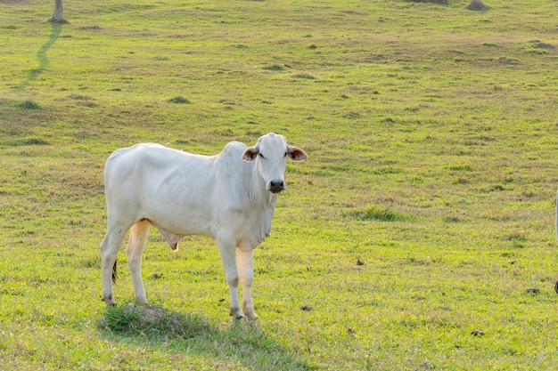 Gado Nelore na pastagem da fazenda