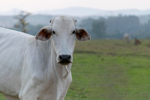 Gado nelore na pastagem da fazenda