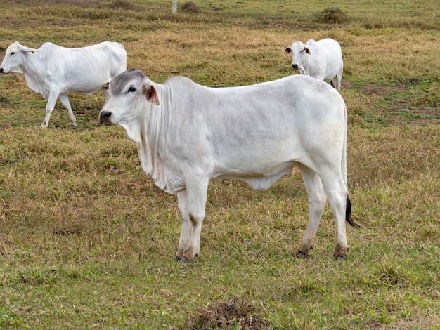 Gado nelore na pastagem da fazenda