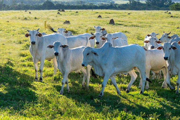 Gado nelore na pastagem da fazenda