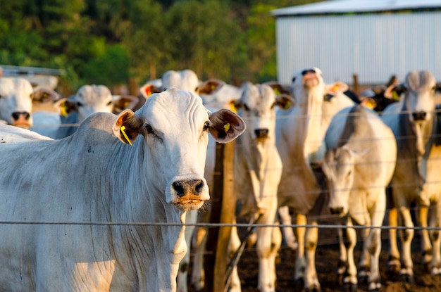 Foto gado nelore no curral vaca branca olhando para a câmera