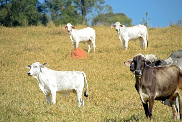 Gado Nelore no pasto, Brasil