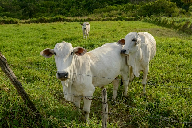 Foto gado nelore no pasto dois bois em primeiro plano pecuária brasileira