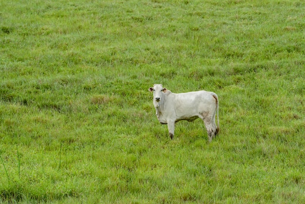 Foto gado nelore no pasto pecuária brasileira