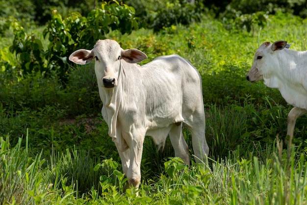 Gado Nelore no pasto, vaca branca