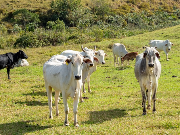 Gado nelore no pasto