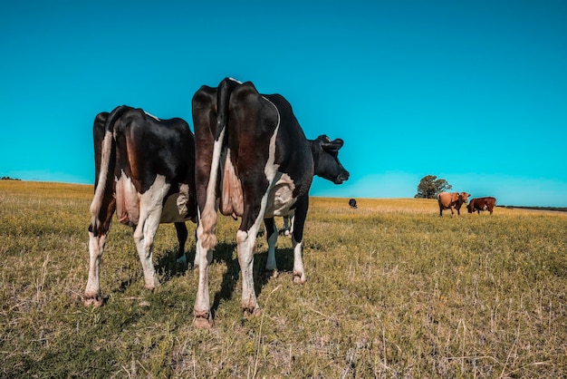 Gado no Campo Argentino La Pampa Patagônia Argentina