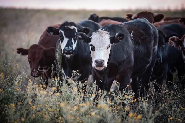 Gado no Campo Argentino La Pampa Província Patagônia Argentina