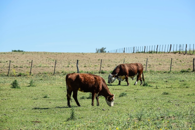 Gado no campo argentinoLa Pampa Province Argentina