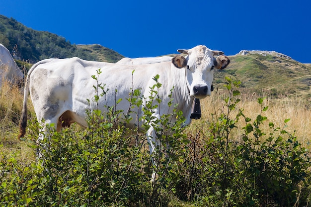 Gado nos campos