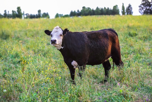 Gado olhando para a câmera Província de La Pampa Patagônia Argentina