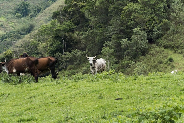 Gado pastando no pasto com montanhas ao fundo. Bois, vacas e bezerros juntos. Sana, região serrana do Rio de Janeiro.