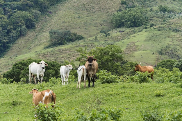 Gado pastando no pasto com montanhas ao fundo. Bois, vacas e bezerros juntos. Sana, região serrana do Rio de Janeiro.