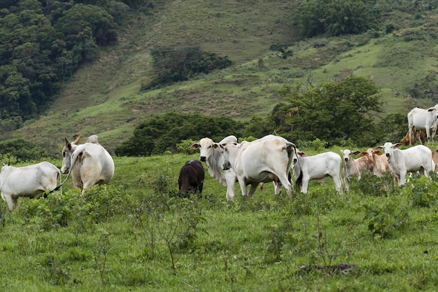 Gado pastando no pasto com montanhas ao fundo. Bois, vacas e bezerros juntos. Sana, região serrana do Rio de Janeiro.