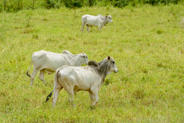 Gado Rebanho de bovinos a pasto no Estado da Paraíba Região Nordeste do Brasil