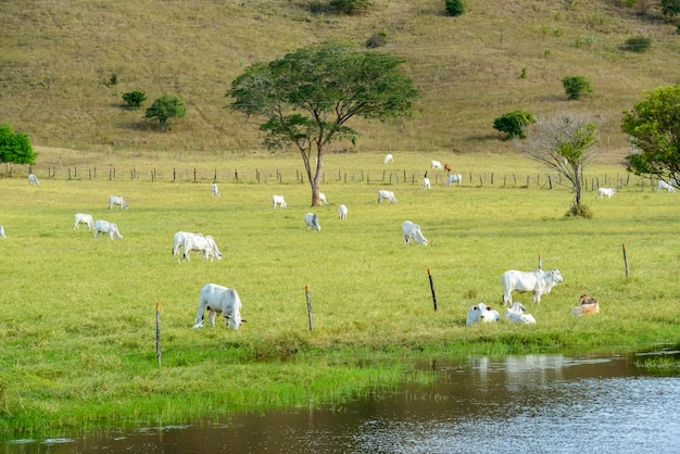 Gado rebanho de gado nelore na pecuária brasileira a pasto