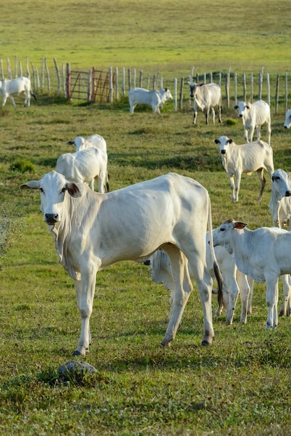 Gado Rebanho de gado Nelore no pasto no final da tarde pecuária brasileira