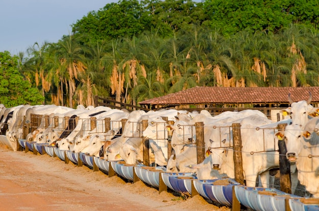 Gado Red Brahman alimentando-se em paletes dentro do confinamento