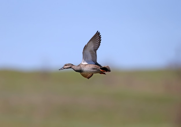 Gadwall macho (Mareca strepera) rodada durante el vuelo