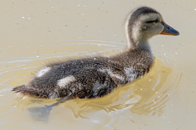 Gadwall Mareca strepera é um pato comum que nada nos aiguamolls de emporda em girona espanha