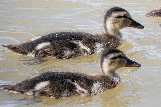 Gadwall Mareca strepera es un pato común que nada en los aiguamolls de emporda en girona españa