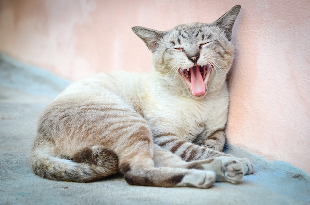 Gähnende Katze