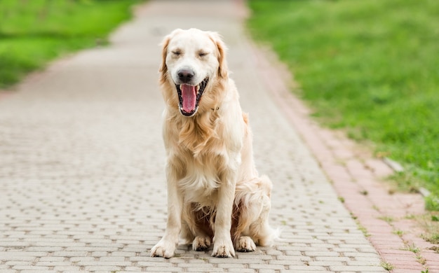 Gähnender Golden Retriever, der auf gepflasterter Parkgasse sitzt