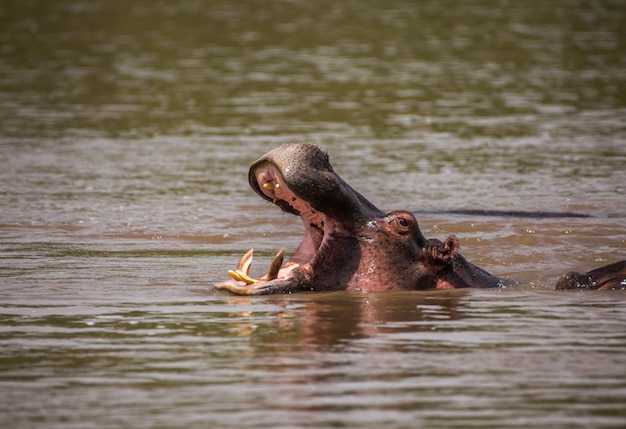 Gähnendes Nilpferd im Wasser