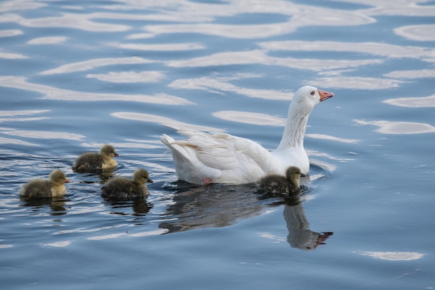 Gänschen folgen ihrer Muttergänse