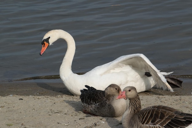 Gänse am Ufer eines Sees