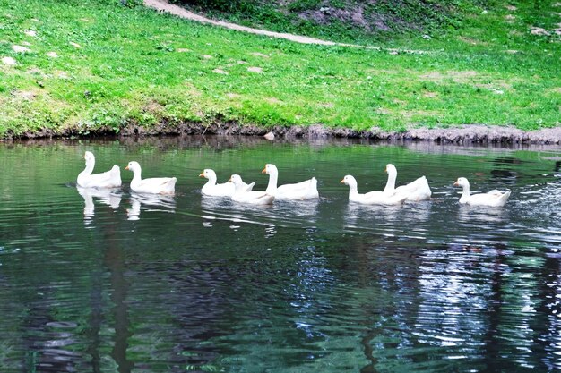 Gänse auf dem Wasser