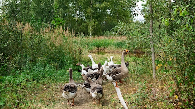 Gänse auf dem Weg am Teich.