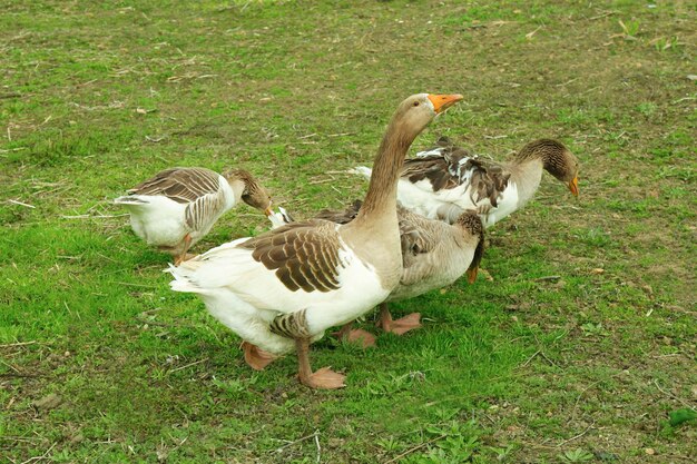 Gänse auf der grünen Wiese