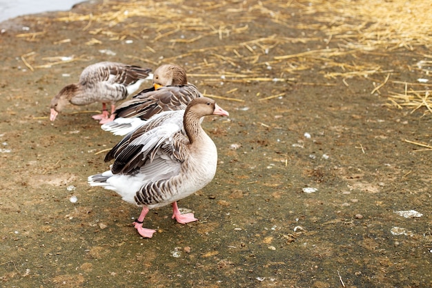 Gänse, die in der Nähe des Seeporträts einer Ente spazieren gehen