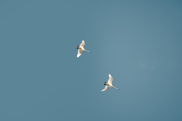 Gänse fliegen im klaren Sommerhimmel