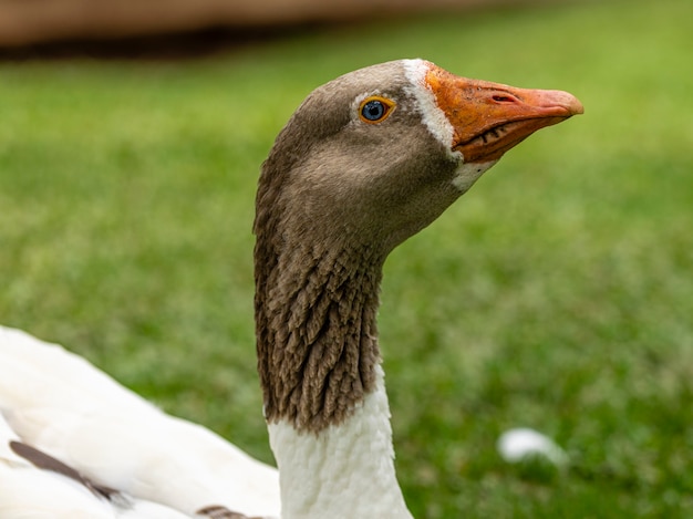 Foto gänse gehen an einem sonnigen tag über den rasen.