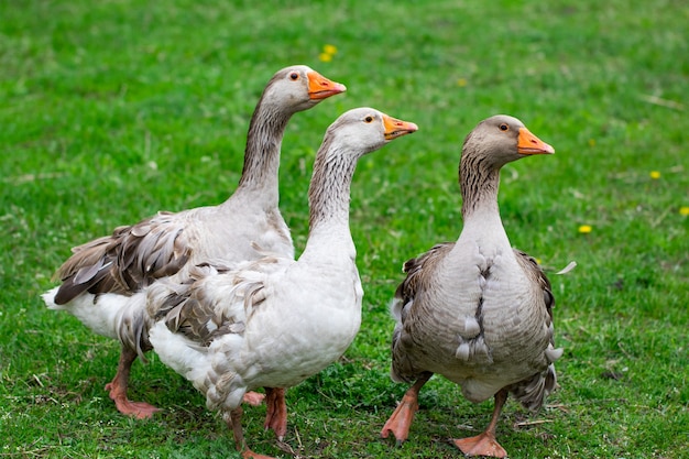 Gänse im Gras. Hausvogel. Herde von Gänsen. Weiße Gänse.