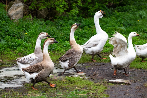 Gänse im Gras. Hausvogel. Herde von Gänsen. Weiße Gänse.