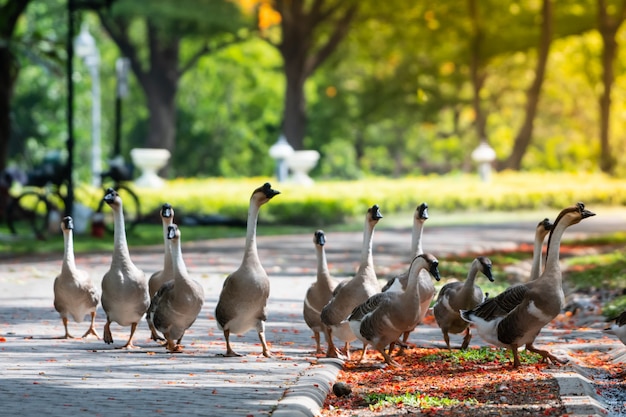 Gänse leben im Park