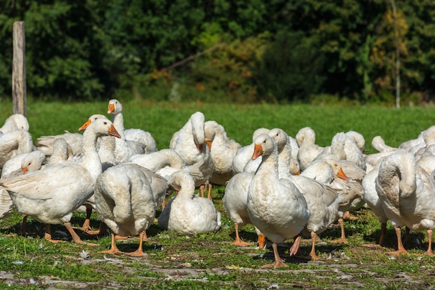 Gänse-Schar grasen auf grünem Gras auf dem Bauernhof