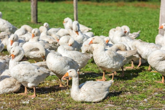 Gänse-Schar grasen auf grünem Gras auf dem Bauernhof