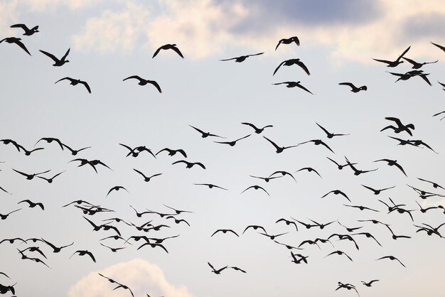 Gänse schwärmen gegen den Himmel Freiheit Wildvögel