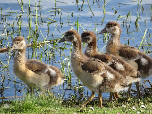 Foto gänse schwimmen auf dem see