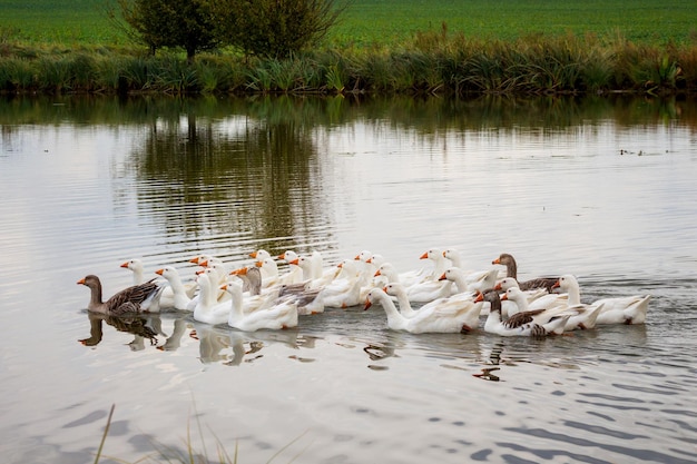 Gänse schwimmen im klaren Wasser des Flusses, in dem sich Bäume spiegeln_