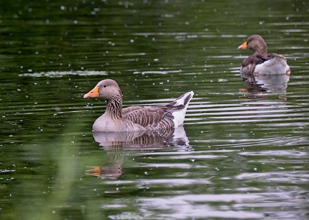 Gänse schwimmen im See Greylag Gänse