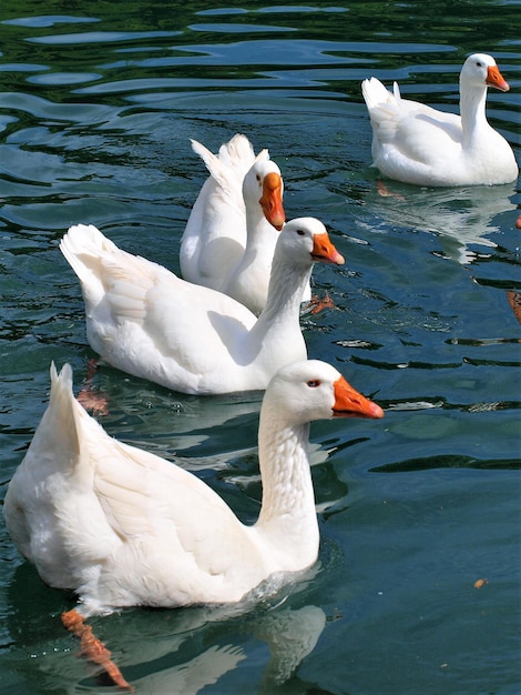 Foto gänse schwimmen im see